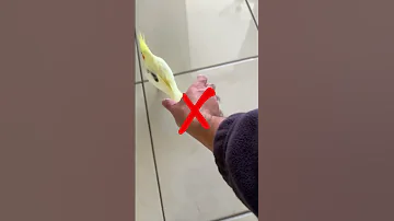 The Right Way Of Picking Up A Banana 