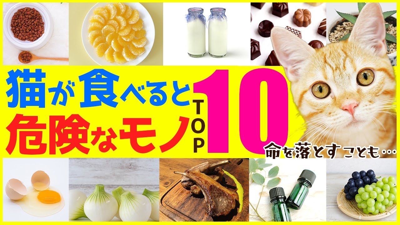 あの身近な食べ物の致死量は「たった5ｇ…!?」,猫が食べると危険なモノ TOP10を猫ブリーダーが解説！
