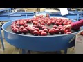 Red prince apples packing