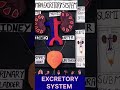 Hamare body ka waste kaise bahar nikalta hai? 🤔Dekhiye Excretory System ka working model 💧🧪