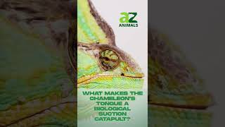 Chameleon Tongue | The Insane Biological Suction Catapult Explained