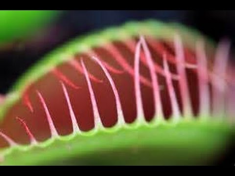 ハエを食べる植物 The Plant Eat Flies 2 Youtube