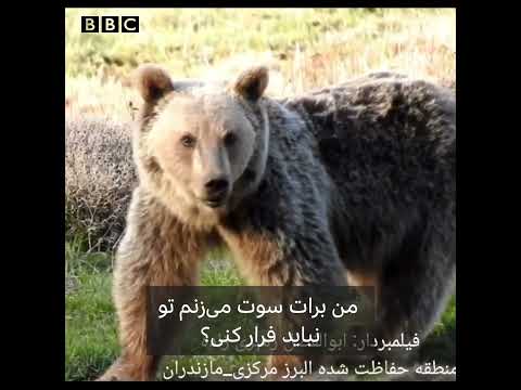 مذاکره محیط بان با خرس من سوت می زنم نباید فرار کنی