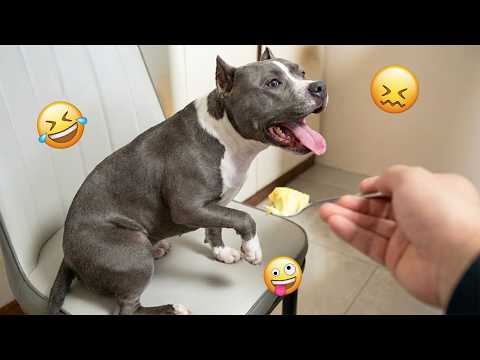 CRAZY DOGS 2026 That Will Make You Laugh NONSTOP  😂🐶 Best Funny Dog Moments! #20