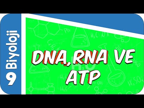 9. Sınıf Biyoloji: DNA, RNA ve ATP  #2022