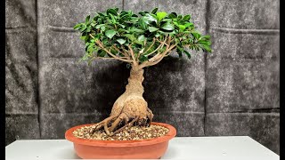 ficus ginseng - ce facem cu un bonsai cumparat de la supermarket