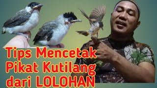 Tips Gampang dan Simpel Mencetak Pikat Kutilang dari Anakan atau LOLOHAN