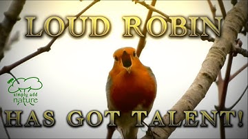 LOUD Robin has got talent! Robin song Uk bird sound