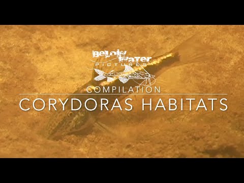 Corydoras Habitat - a Compilation of Biotopes