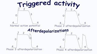 Triggered Activity Afterdepolarizations