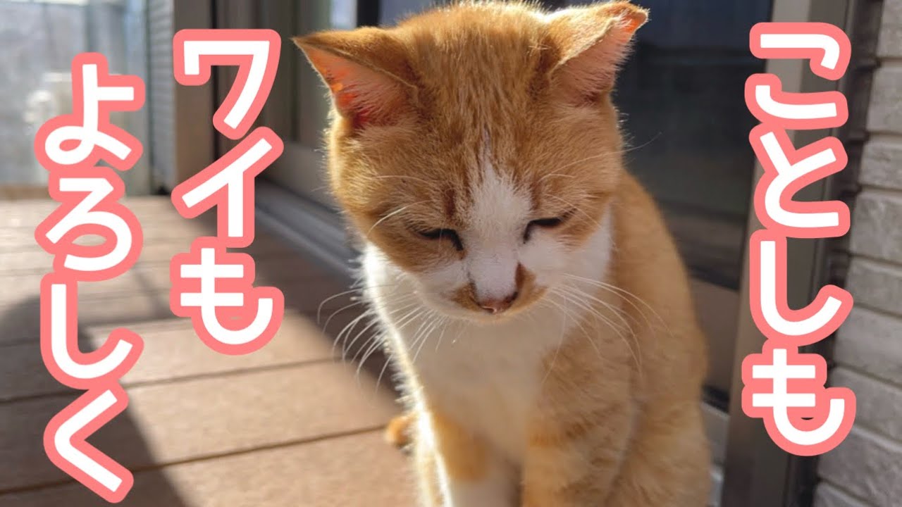 「サビ猫」ポジャギ けいとたまちゃんです!!! 2025年はタマさんからのスタートです - YouTube