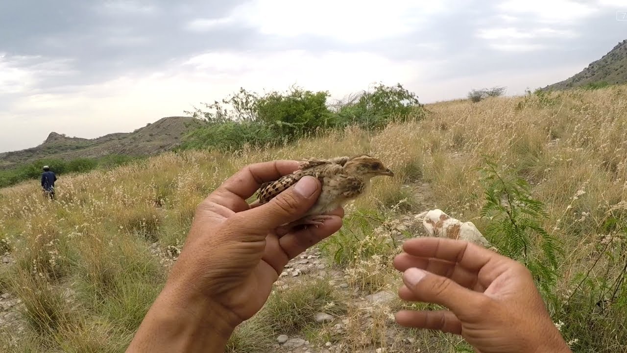 Kala teeter ka shikar jaal ke sath pointer dog کالا تیتر کا شکار جال سے All hunting