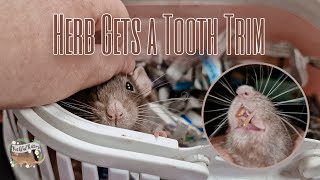 HERB GETS A TOOTH TRIM🦷🐀 | rat owner vlog