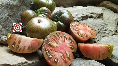 The Thong Tomato   By Blane Horton   Tomato Review