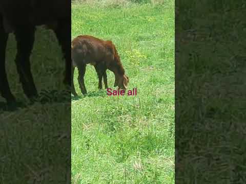 sale all fast share like