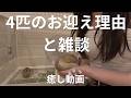 よく聞かれるので、いきくん・ぺぎくん・ぴっかくん・ぷんかちゃんのお迎えした理由と雑談です⭐️めちゃめちゃ可愛いので癒されていってください🥺