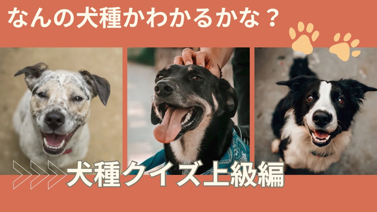 犬種当てクイズ上級編