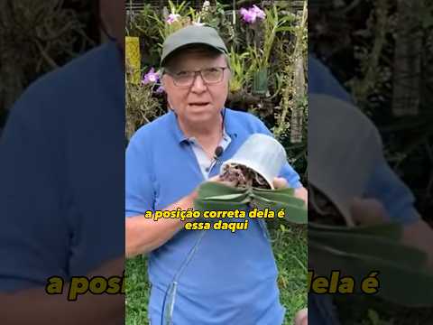 Vídeo: Informações sobre jardinagem de mariposas - quais plantas atraem mariposas para o jardim