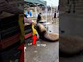 The Most Polite Animal at the Fish Market