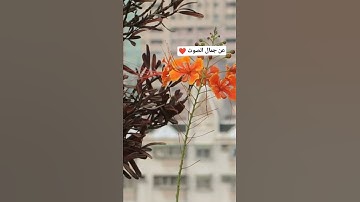 عن جمال الصوت ❤️.... تلاوة خاشعة