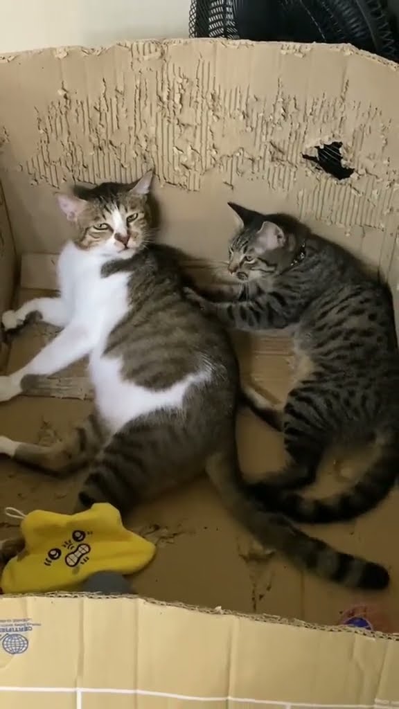 Très drôle le chat