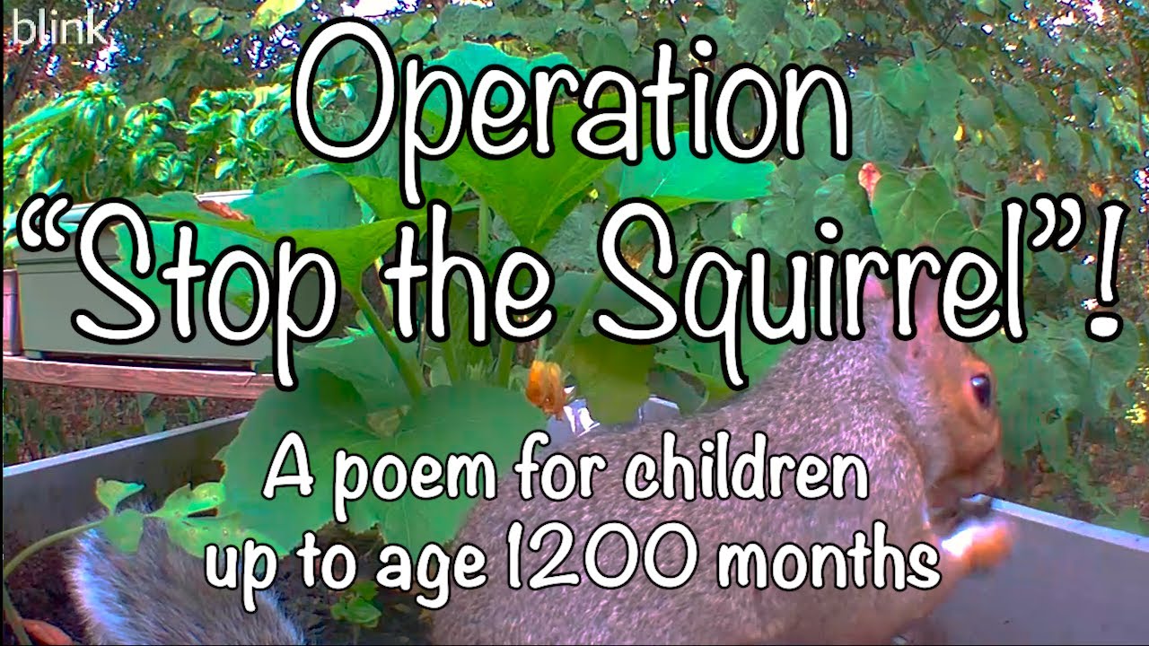 STOP THE SQUIRREL!   A Poem for Children up to age 1200 months
