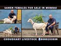 Pure Breed full blood Sanen female Goats/ Bakri for Sale in Mumbai Choudhary Livestock📲8080103536