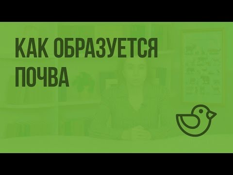 Видео: Как образуется лесная почва?