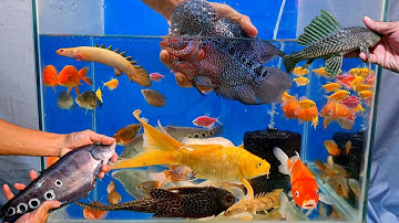 Video tổng hợp cá cảnh đẹp, cá la hán, cá lau kiếng, cá nàng hai, cá khủng long