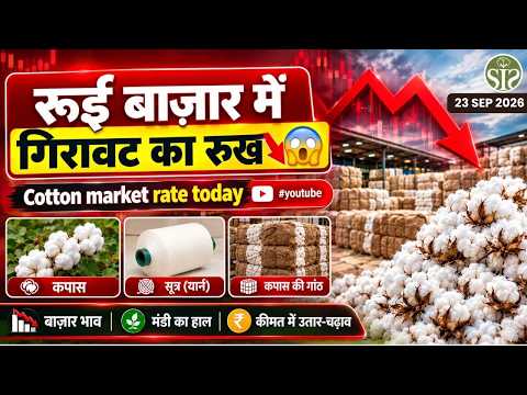 रुई बाज़ार में गिरावट का रुख 😱 Cotton Market Rate Today | 23 Sep 2026