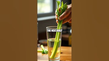 Colors Rising A Celery Capillary Action Demo