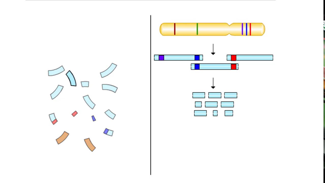 Hierarchical Sequencing Method Sequence Tagged Sites YouTube