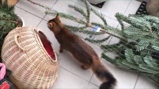 Kaszi's first sight of the Christmas Tree by fryga 54 views 8 years ago 3 minutes, 30 seconds