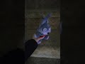 You can't #funny #animation #fnaf #fivenightsatwariosfangame #funnymemes
