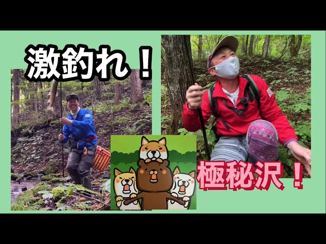 きのこ採りが始まる前に極秘の沢で天然岩魚釣りにチャレンジ！綺麗な 