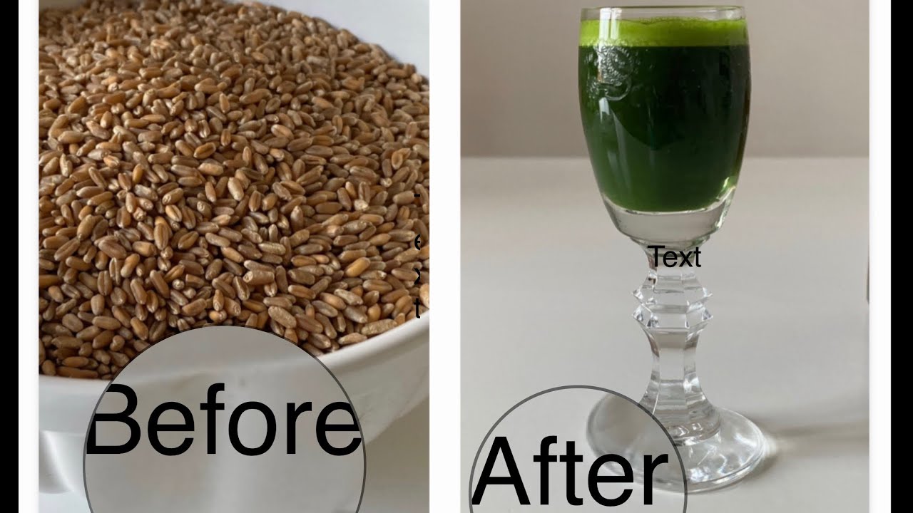From grain to juice , drinking my green “Vodka”(wheatgrass)How to make it.