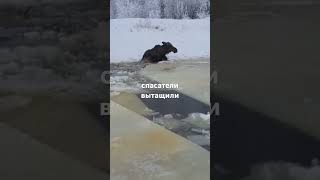 Спасатели вытащили лося из водоема.