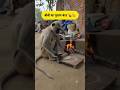 बीवी का गुलाम बंदर 🐒🤣 #funny #comedy #Monkey #wife #husband #village