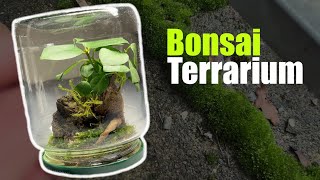 Bonsai in a Terrarium - reusing old jars for mini terrariums by glassyGREEN 684 views 1 year ago 4 minutes, 5 seconds