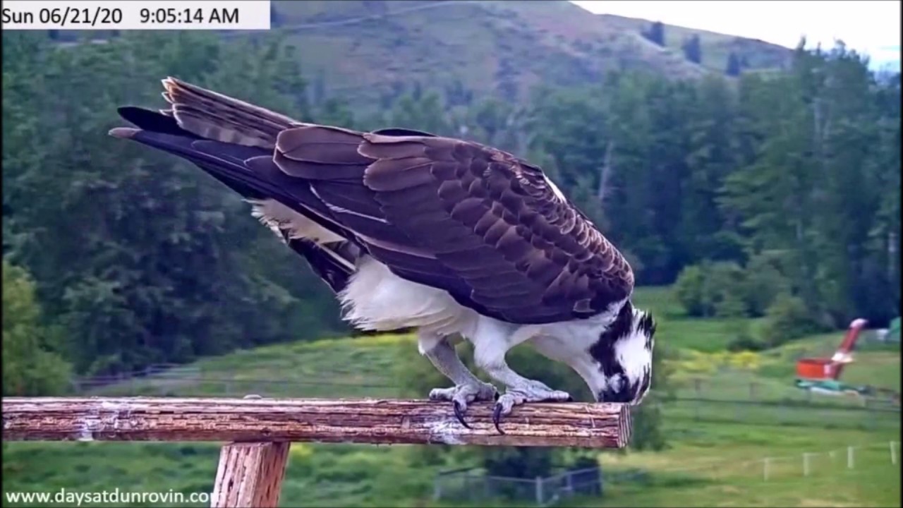 Dunrovin Ranch Osprey Video_2020-06-21_093725-Fish #1 headless