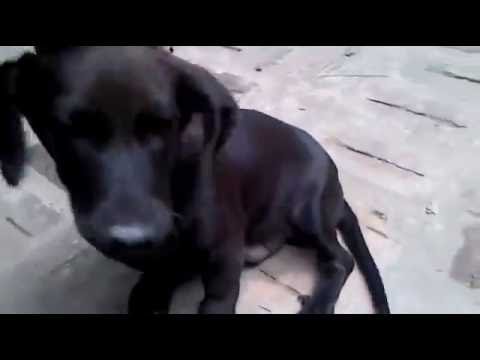Chó lạp xưởng người dài, chân ngắn | Giống chó Dachshund | Chó cảnh 2016