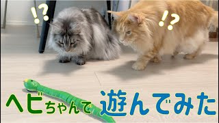 ヘビのおもちゃで遊んでみた【大きい猫 メインクーン】