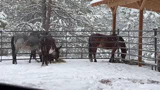 March 6 2026 Vote For Us Please By Midnight In The Everything Evergreen App