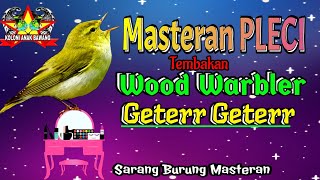 Masteran Pleci Tembakan Wood Warbler Geterr Geterr Kualitas Suara Jernih