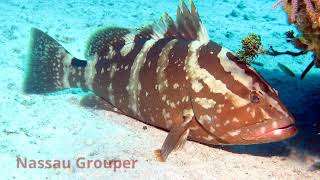 Marine Resources (Grade 6)
