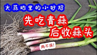 同一塊地如何收获青蒜，蒜头兩不誤，原來方法這麽简單 / How to grow garlic?