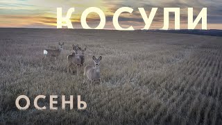 Косули осенью. Roe deer in the fall.