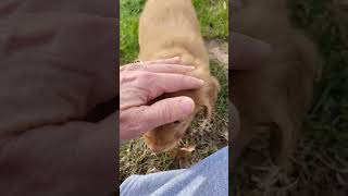 Nova Scotia Duck Tolling Retriever Puppy, Puppy J3