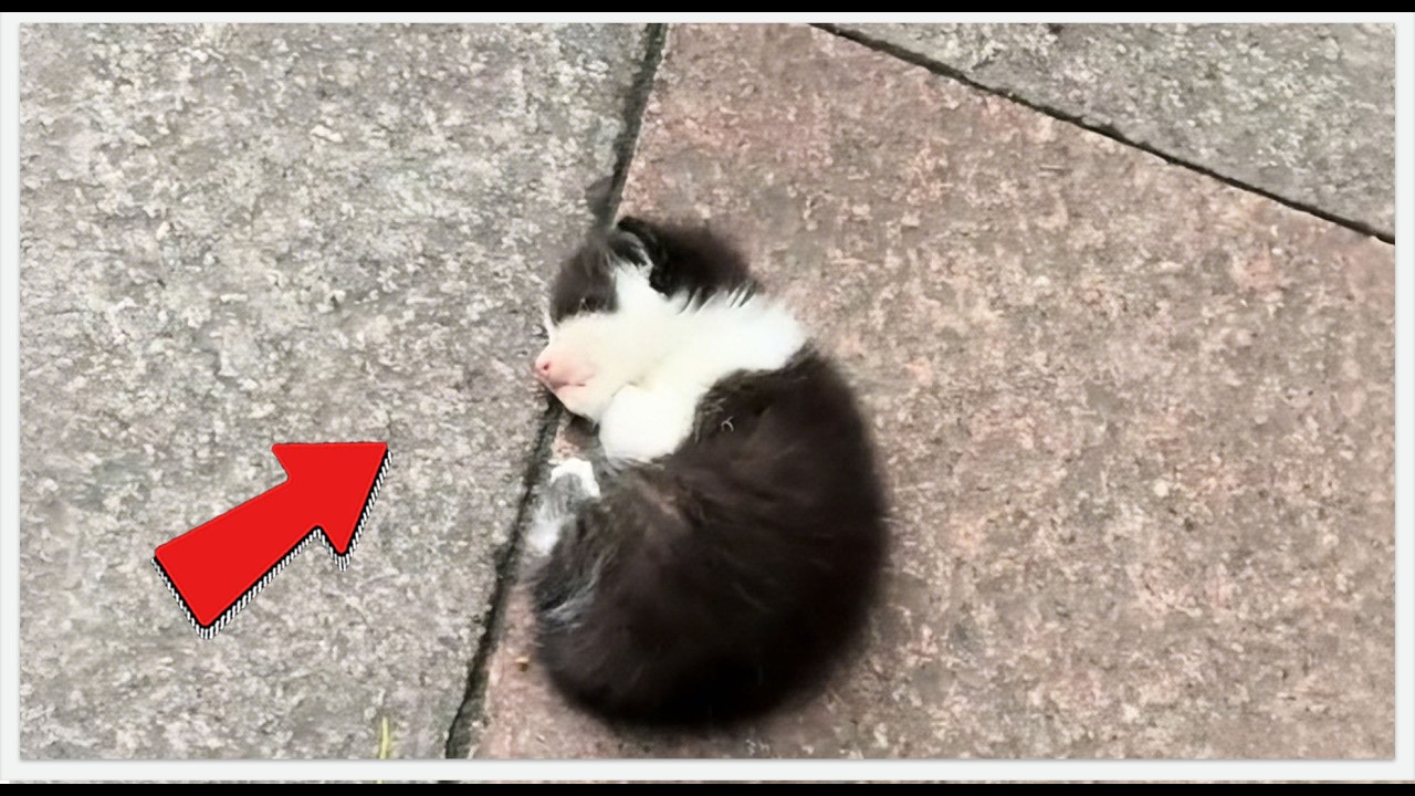 Rescuing a Tiny Abandoned Kitten: Her Journey to a Loving Home (With Baby Brother!#rescue #cat