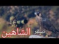 صقر الشاهين أسرع مخلوق على وجه الأرض       شاهين